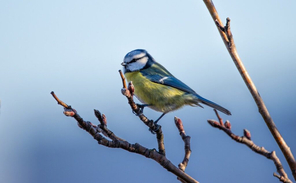 Colorful bird perched on a tree branch